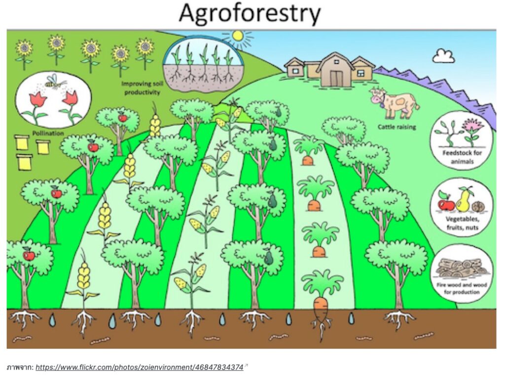 วนเกษตร หรือ Agro-Forestry