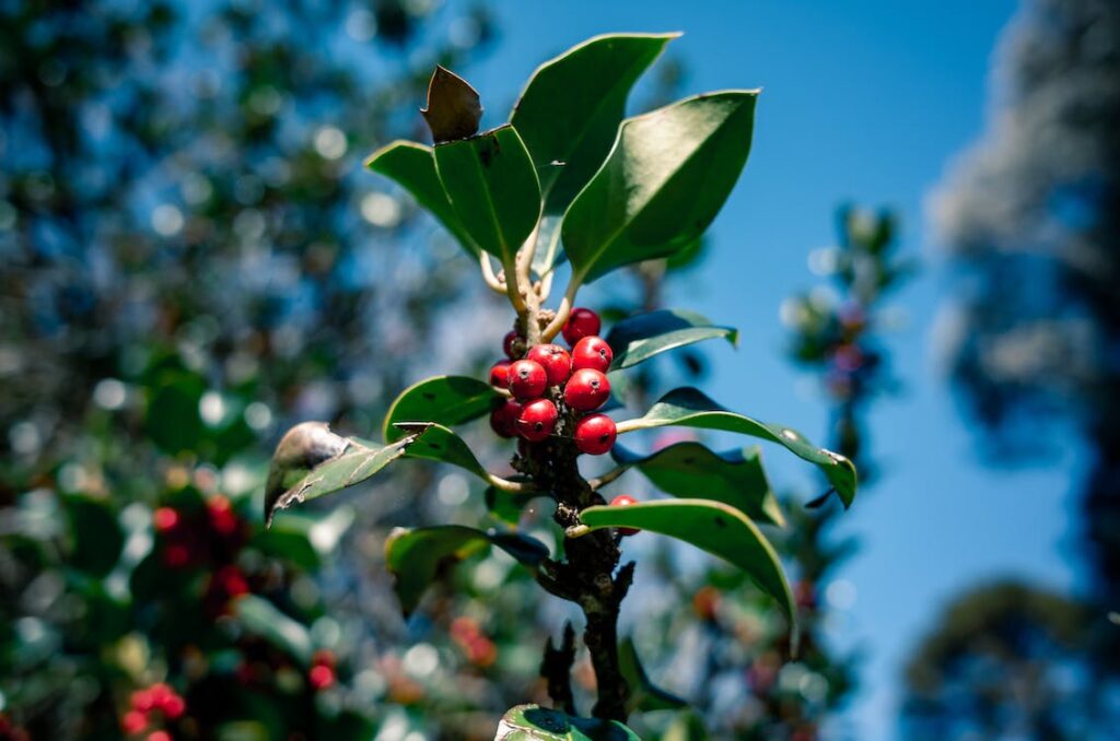 coffee grown in the forest